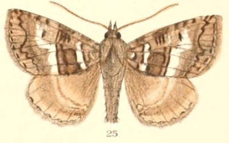 Pl.5-25-Sypna omicronigera Guenée, 1852