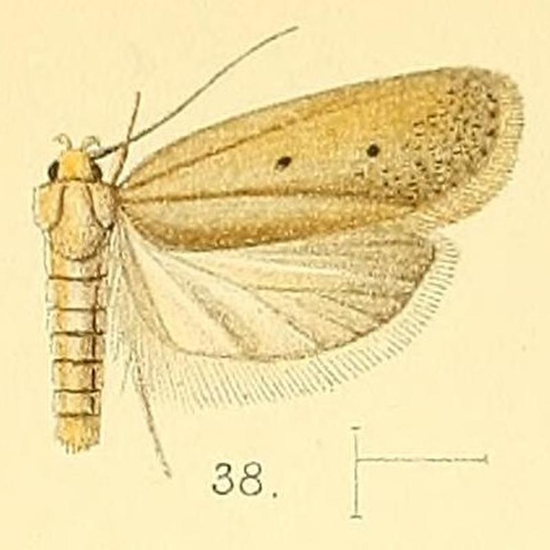 Pl.5-fig.38-Odites inconspicua Walsingham, 1891