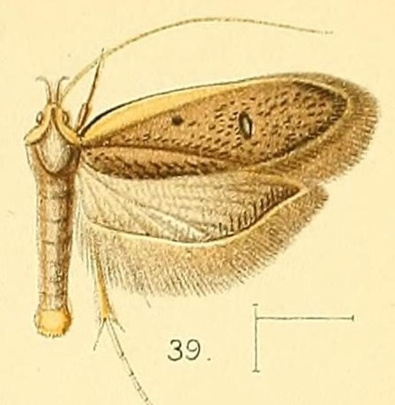 Pl.5-fig.39-Protolychnis marginata (Walsingham, 1891) (Lecithocera)