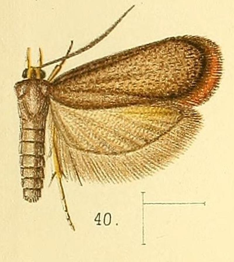Pl.5-fig.40-Lecithocera flavipalpis Walsingham, 1891