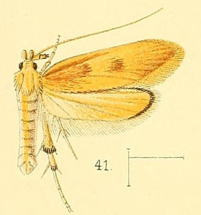 Pl.5-fig.41-Timyra extranea Walsingham, 1891