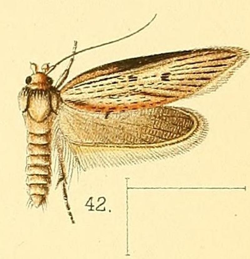 Pl.5-fig.42-Procometis acutipennis (Walsingham, 1891) (Apiletria)