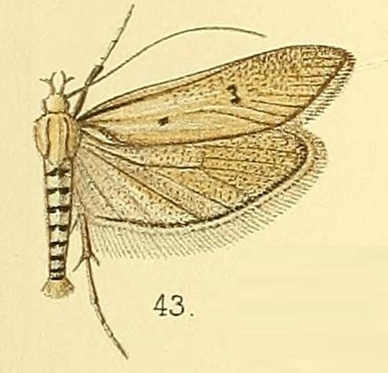 Pl.5-fig.43-Rhoecoptera gigas (Walsingham, 1891) (Ypsolophus)