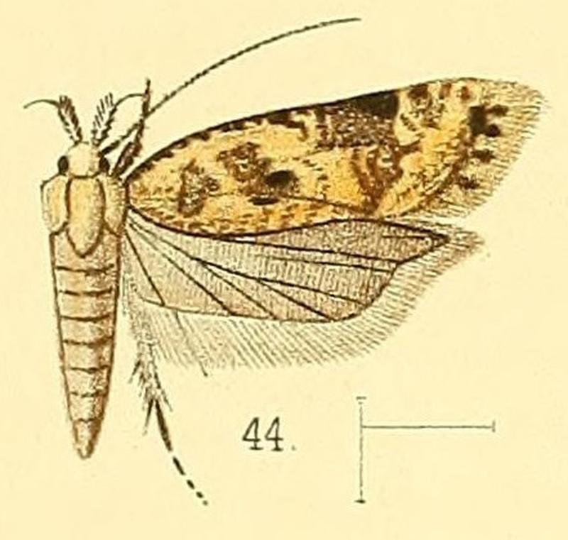 Pl.5-fig.44-Dichomeris marmoratus (Walsingham, 1891) (Ypsolophus)