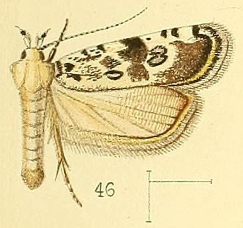 Pl.5-fig.46-Dactylethrella bryophilella (Walsingham, 1891) (Nothris)