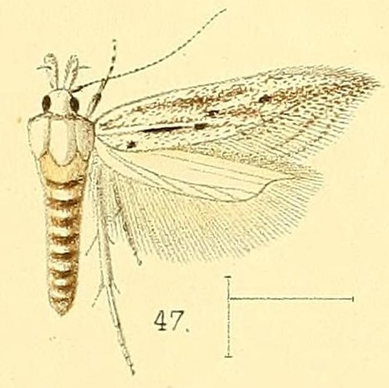 Pl.5-fig.47-Pyncostola suffusellus (Walsingham, 1891) (Megacraspedus)