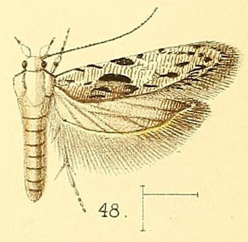 Pl.5-fig.48-Anarsia agricola Walsingham, 1891