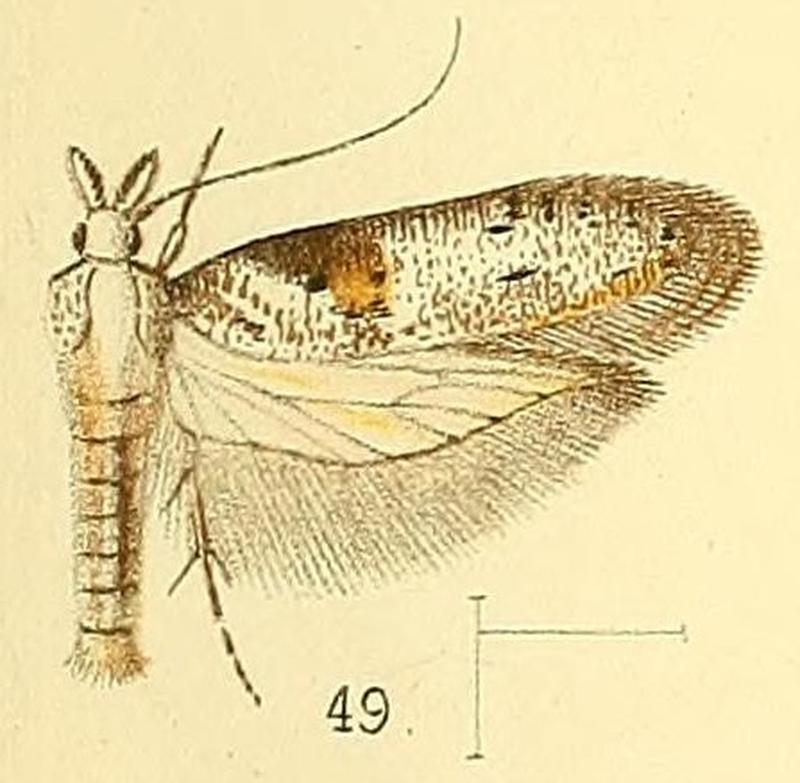 Pl.5-fig.49-Anarsia inculta Walsingham, 1891