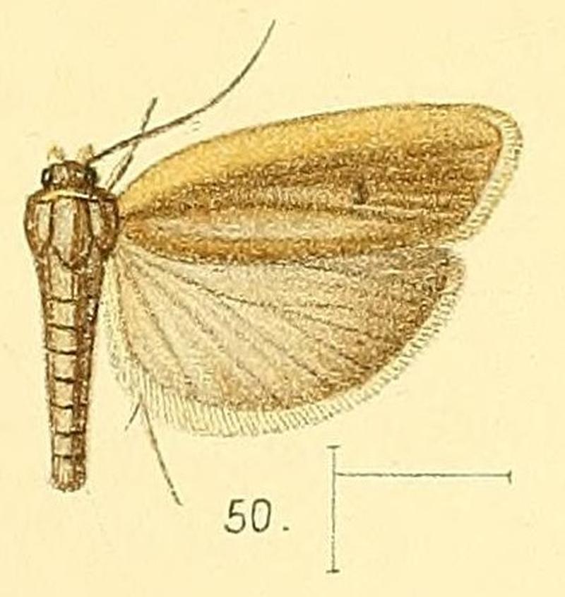 Pl.5-fig.50-Stenoma complanella (Walsingham, 1891) (Ide)