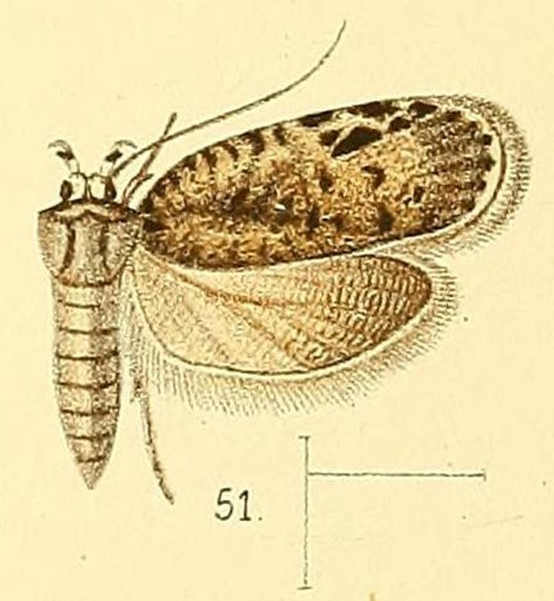 Pl.5-fig.51-Ptilobola inornatella (Walsingham, 1891) (Depressaria)