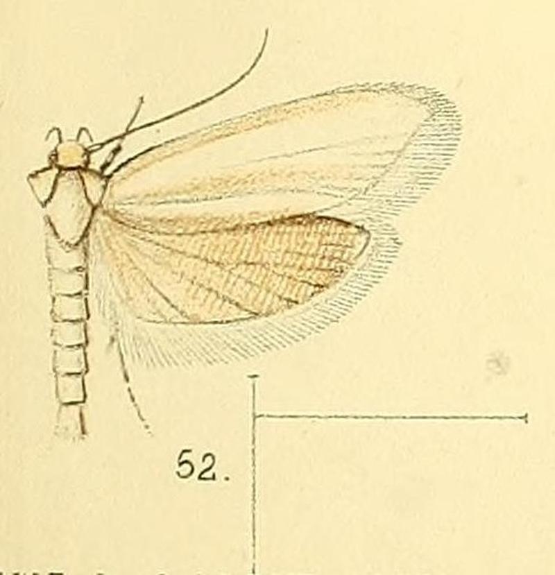 Pl.5-fig.52-Philobota virgo Walsingham, 1891