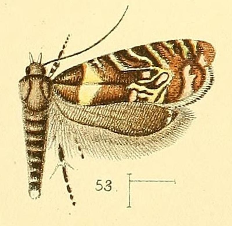 Pl.5-fig.53-Glyphipterix grapholithoides (Walsingham, 1891) (Glyphipteryx)