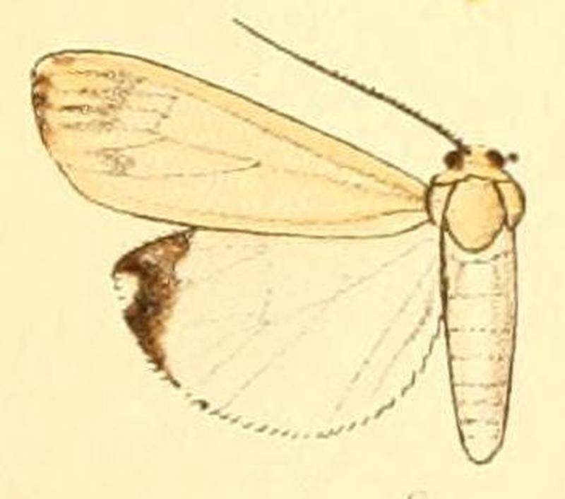 Pl.50-06-Utetheisa lactea (Butler, 1884)