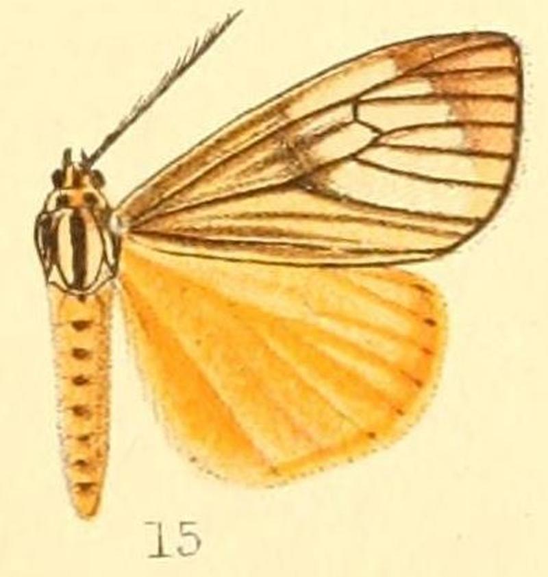 Pl.50-15-Secusio mania Druce, 1887