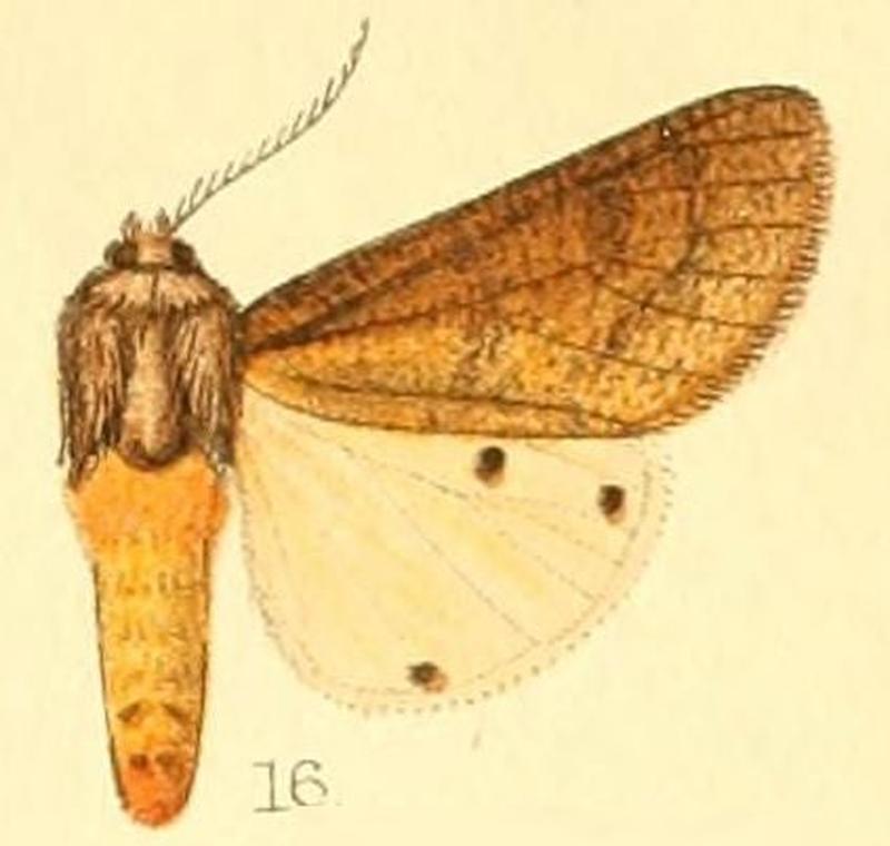 Pl.50-16-Teracotona subterminata (Hampson, 1901)