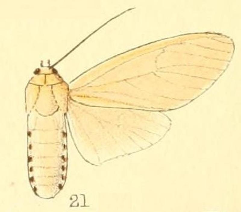 Pl.50-21-Amerila rufifemur (Walker, 1855)