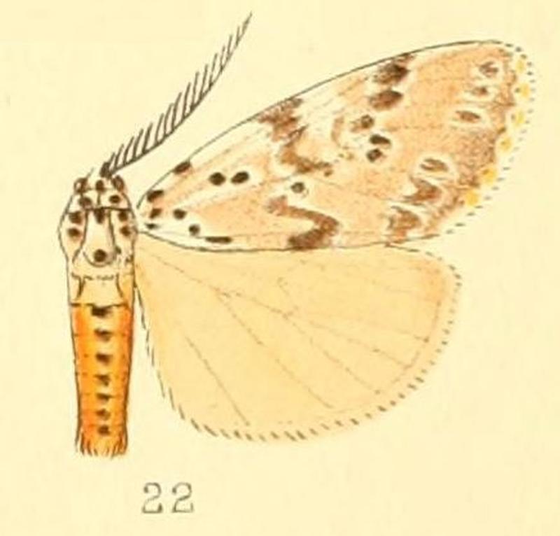 Pl.50-22-Galtara extensa (Butler, 1880)
