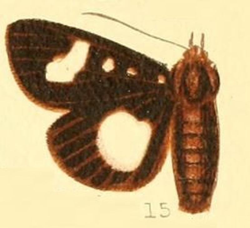 Pl.52-15-Rothia lasti Rothschild, 1896