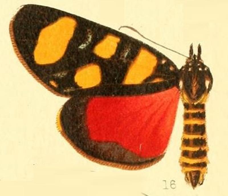 Pl.52-16-Heraclia perdix (Druce, 1887) (X.indecisa)