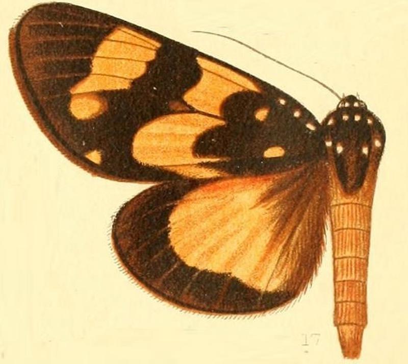 Pl.52-17-Heraclia karschii (Holland, 1897) (X.cirbyi)
