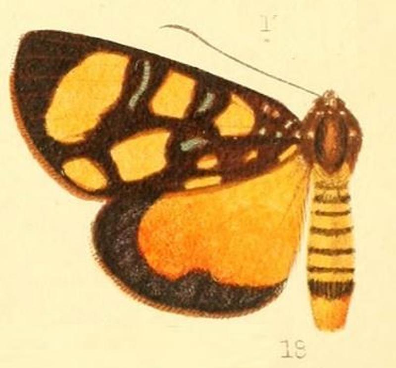 Pl.52-18-Heraclia pardalina (Walker, 1869)