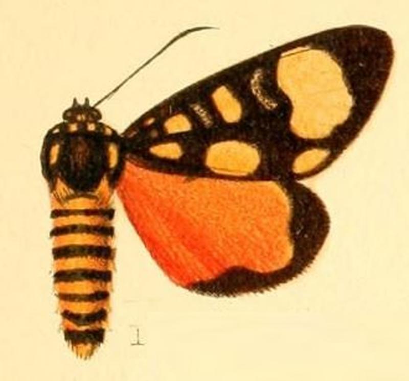 Pl.53-01-Sergiusia pentelia (Druce, 1887)