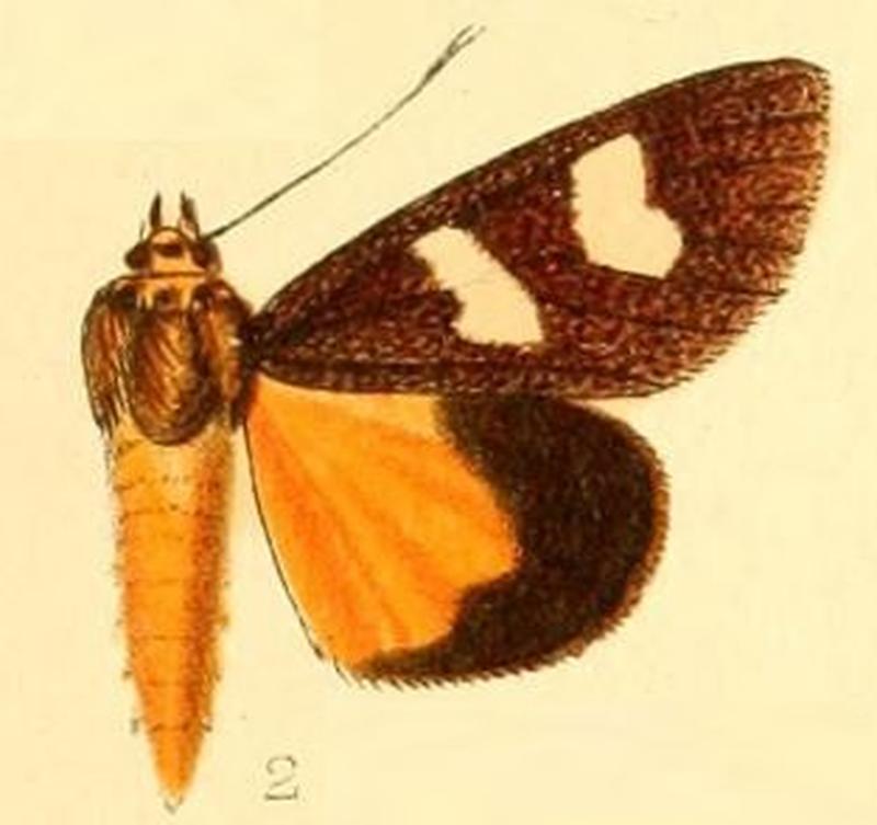 Pl.53-02-Schausilla obrysos (Hampson, 1901)