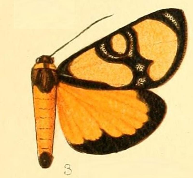 Pl.53-03-Chaetostephana inclusa (Karsch, 1895)