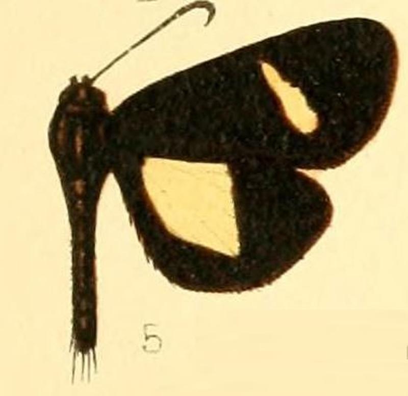 Pl.53-05-Rothia westwoodii Butler, 1879