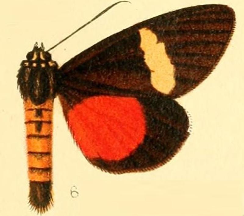 Pl.53-06-Rothia watersi (Butler, 1884)