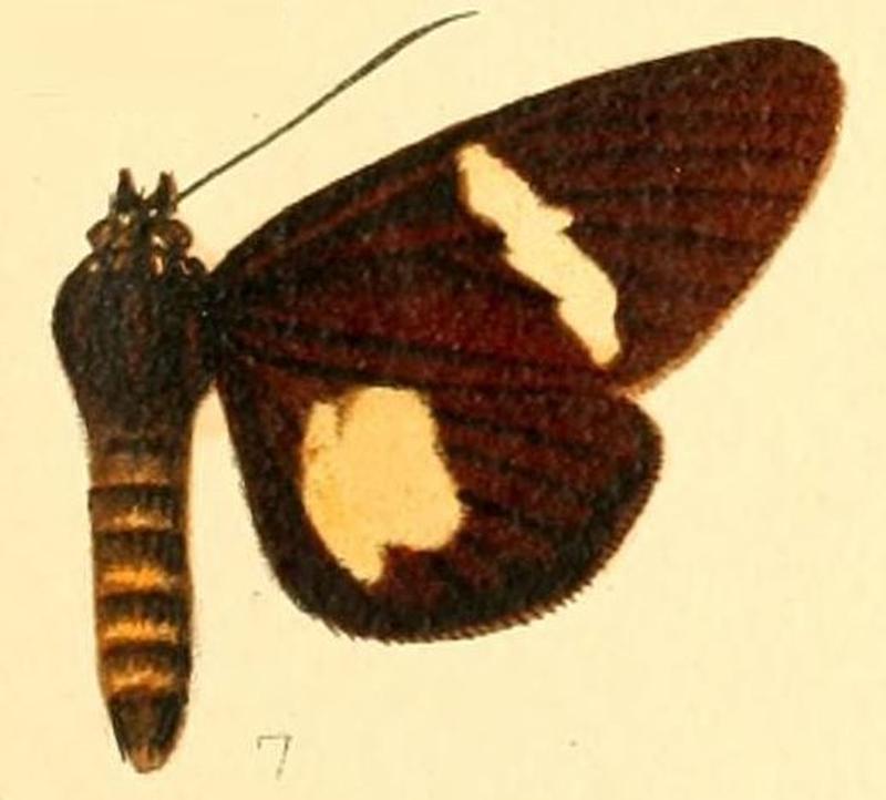Pl.53-07-Rothia westwoodii Butler, 1879