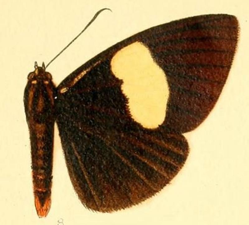 Pl.53-08-Rothia hypopyrrha (Butler, 1878)