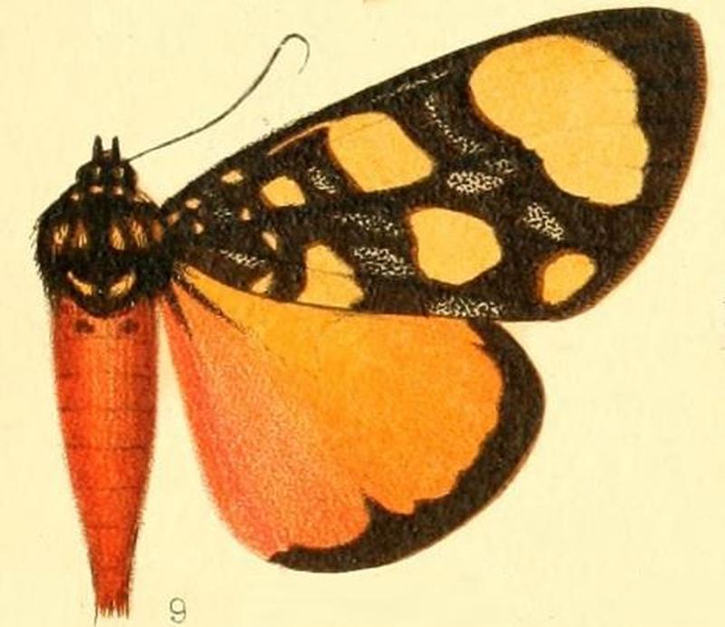 Pl.53-09-Heraclia thruppi (Butler, 1886)