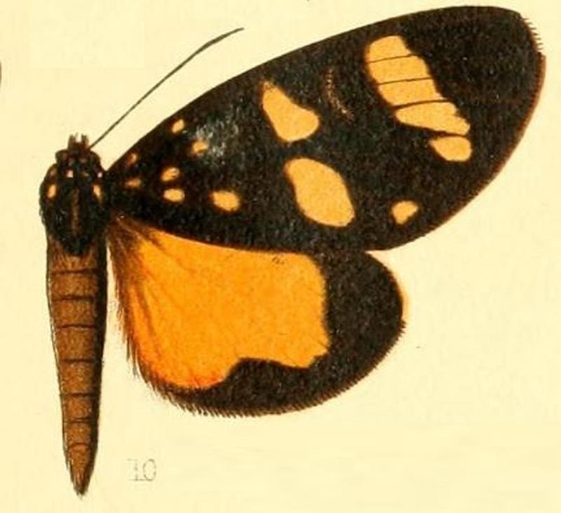 Pl.53-10-Heraclia monslunensis (Hampson, 1901)