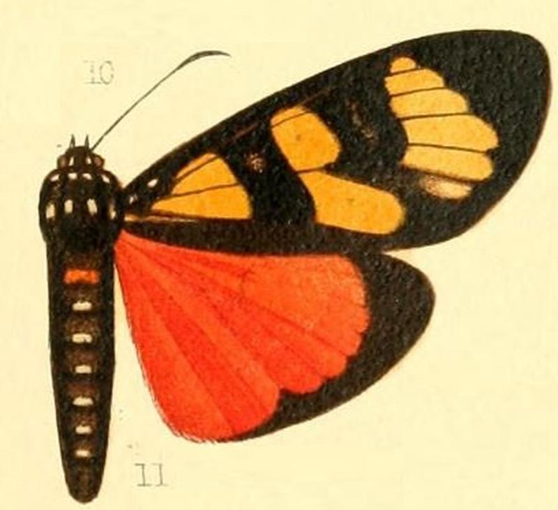 Pl.53-11-Heraclia hornimani (Druce, 1880)