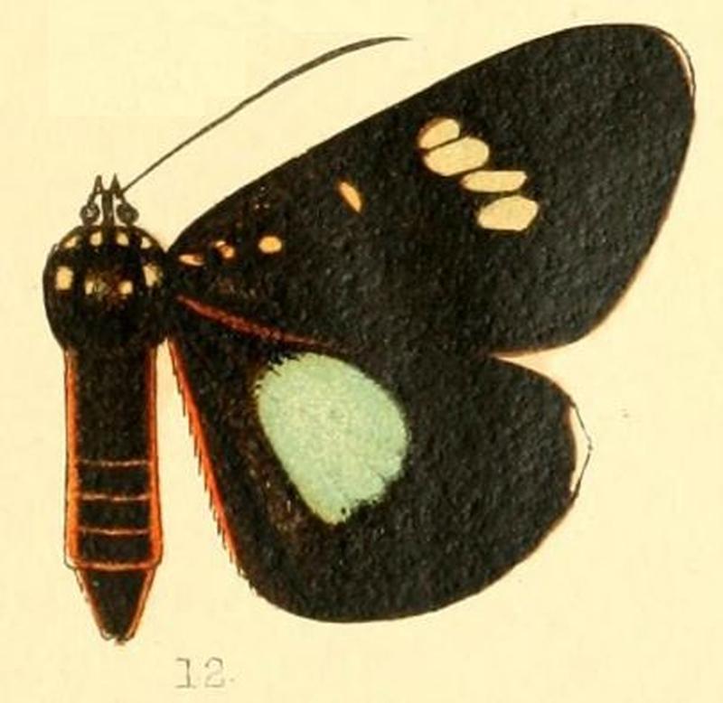 Pl.53-12-Rothia distigma (Mabille, 1898)