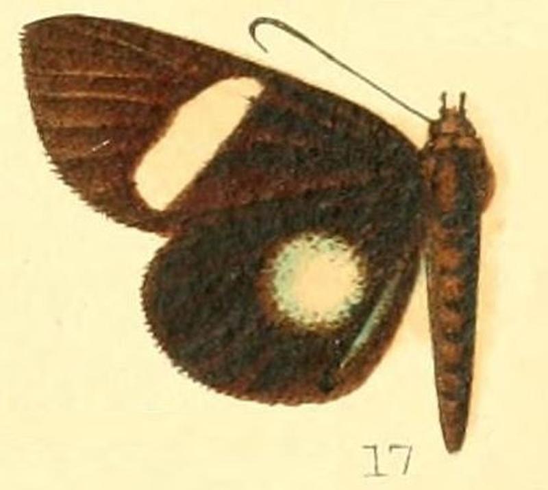 Pl.53-17-Rothia micropales Butler, 1879