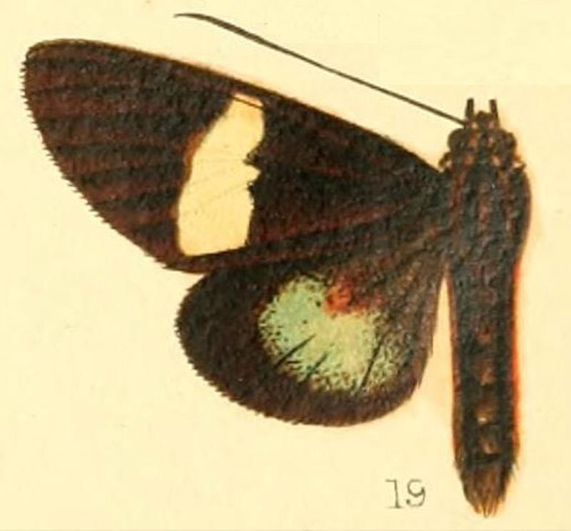 Pl.53-19-Rothia micropales Butler, 1879