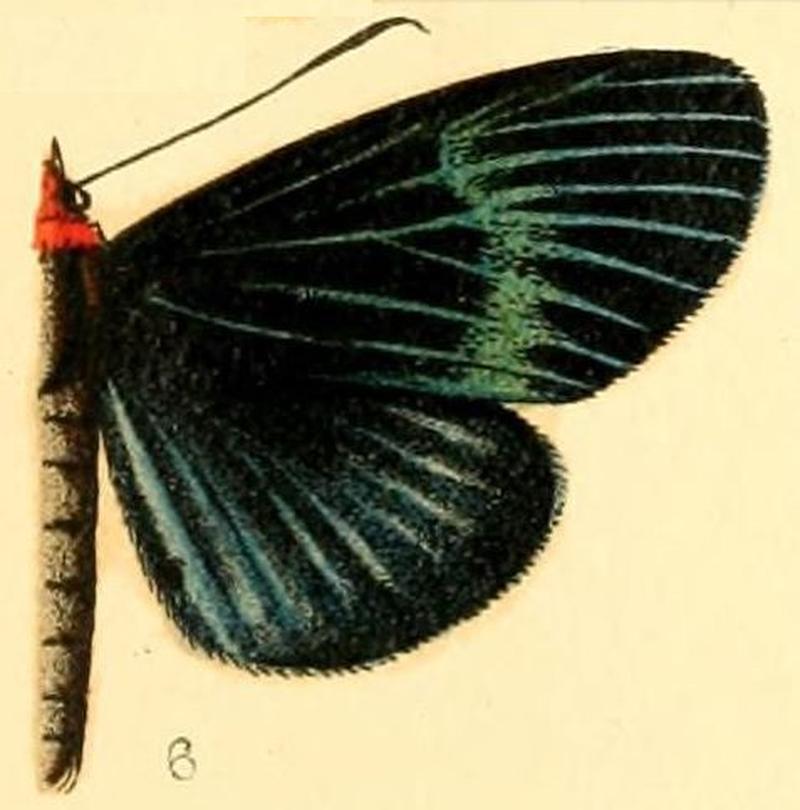 Pl.54-06-Massaga monteirona Butler, 1874