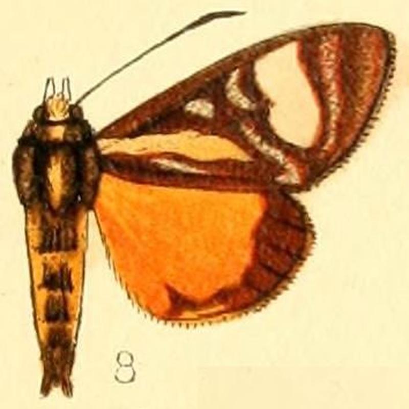 Pl.54-08-Schausia gladiatoria Holland, 1893