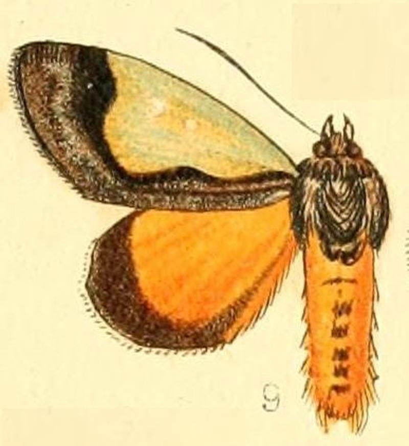 Pl.54-09-Tuerta chrysochlora Walker, 1869