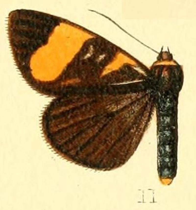 Pl.54-11-Ophthalmis darna Druce, 1894