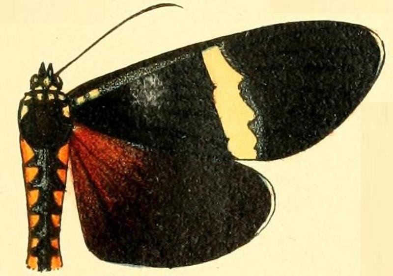 Pl.54-12-Rothia simyra Westwood, 1877