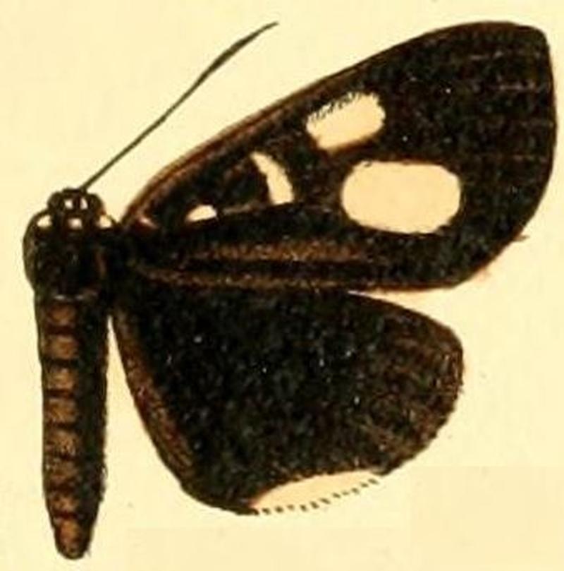 Pl.54-15-Rothia rhaeo (Druce, 1894)