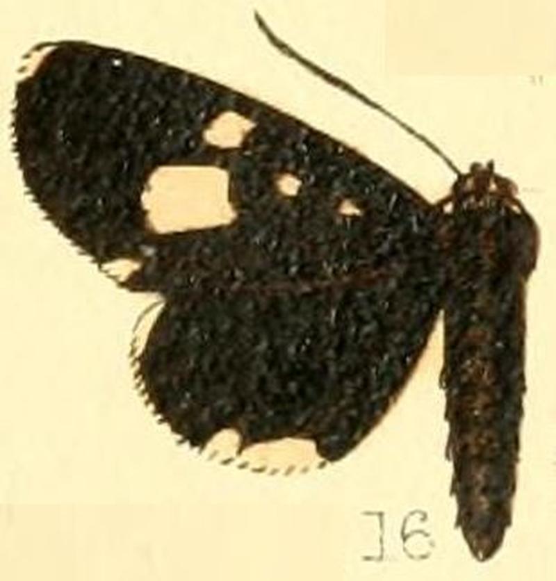 Pl.54-16-Rothia rhaeo (Druce, 1894)