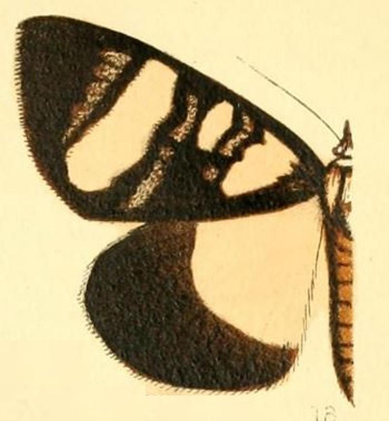 Pl.54-18-Omphaloceps daria (Druce, 1895)