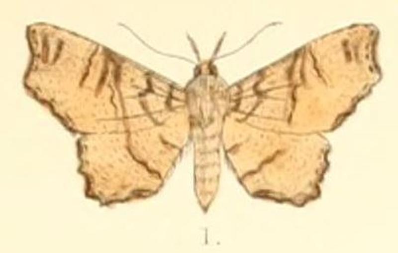 Pl.6-01-Cultripalpa partita Guenée, 1852 (syn.C. trifasciata)