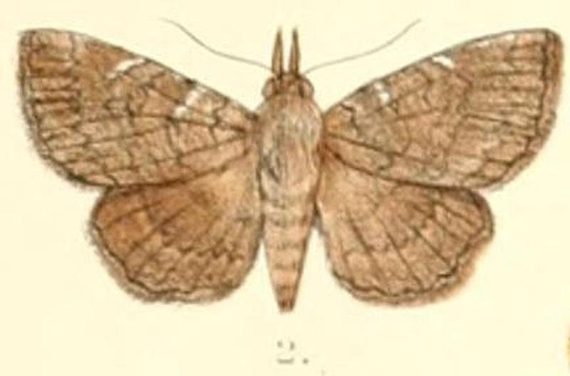 Pl.6-02-Hyposemansis singha Guenée, 1852 (syn.Zethes amynoides)