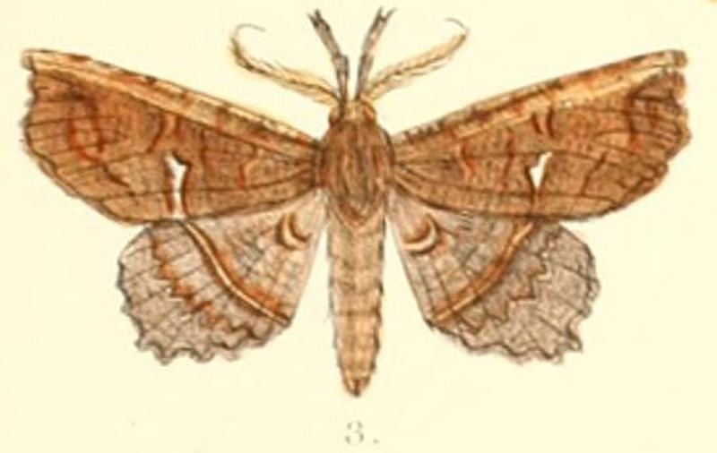 Pl.6-03-Acharya crassicornis Moore, 1882