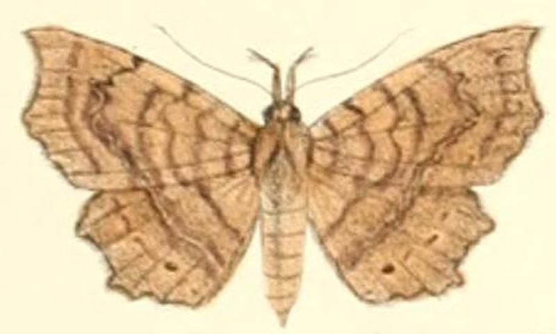 Pl.6-04-Eutrogia morosa (Moore, 1882) (Egnasia)